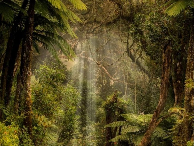BOSQUE DE HELECHOS GIGANTES