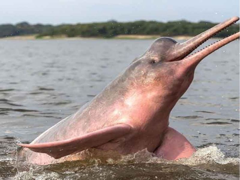 TOUR SELVA AMAZÓNICA PAMPAS BOLIVIA CHUCHINI