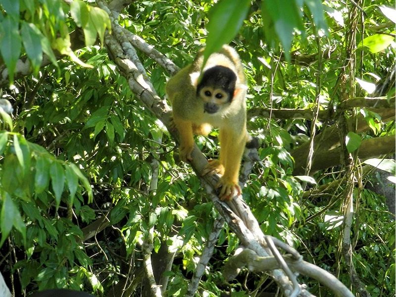 TOUR SELVA AMAZÓNICA PAMPAS  BOLIVIA CHUCHINI 