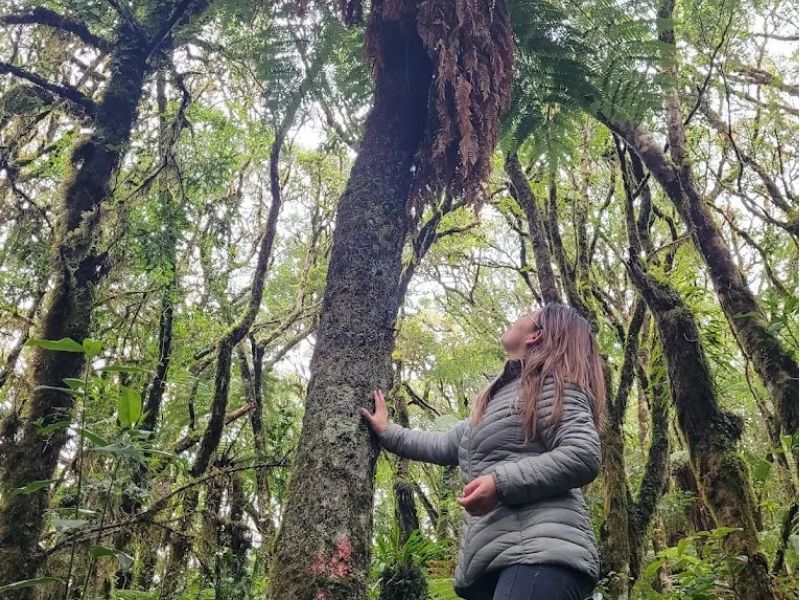 BOSQUES DE LOS HELECHOS FULL DAY