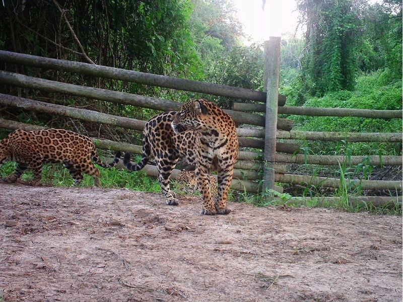 SAN MIGUELITO – LA RUTA DEL JAGUAR 3D/2N